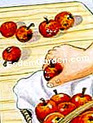 Raccogli la mela - (frutti) Ordina i frutti