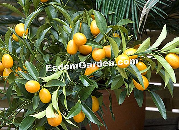 Kumquats u loncima na terasi