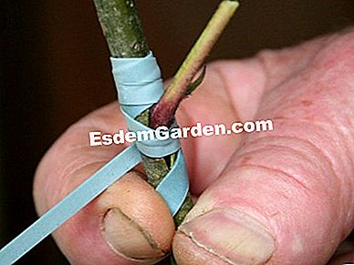 Îmi prădesc mărul - (coaja) Mentine grefa cu un elastic arboreal