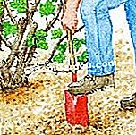 Marcotter l'uva spina - (spina) Arare il terreno