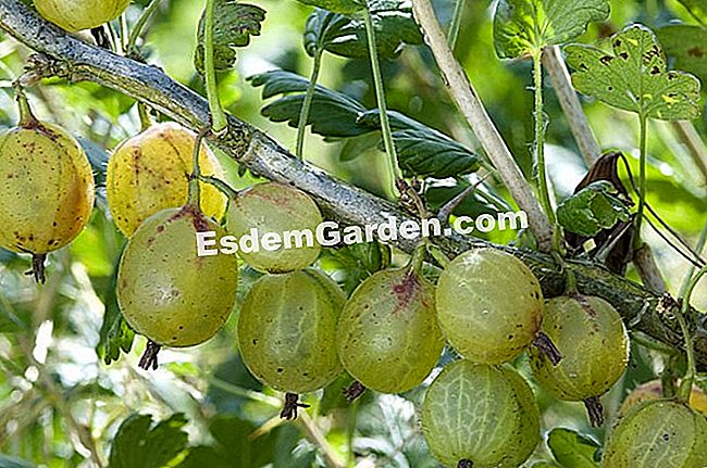 Marcotter l'uva spina - (pianta) Gooseberries 'Invicta'