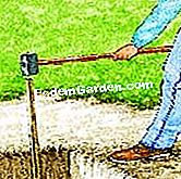 Plantar un peral - (peral) Instalar un tutor