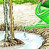 Plantar un peral - (pera) Planta, paquete y agua
