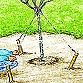 Plantar un peral - (plantación) Haubaner el peral