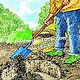 Menanam pokok plum - (plum) Sediakan bumi