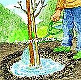Menanam pokok plum - (tanah) Pek dan air