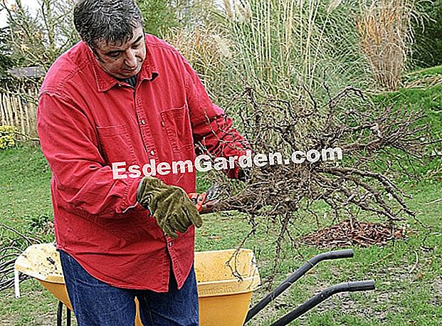 Menanam pokok plum - (menanam) Tanam pokok plum - F. Marre - EsdemGarden