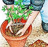 Pianta il granato in vaso - (pianta) Riempi la pentola con un mix di terriccio per giardino / foglia