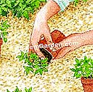 Riponendo l'amore in una gabbia - (amore) Scegli le piante