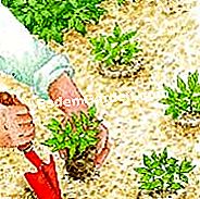 Riponendo l'amore in una gabbia - (amore) Pianta, impacchi e acqua