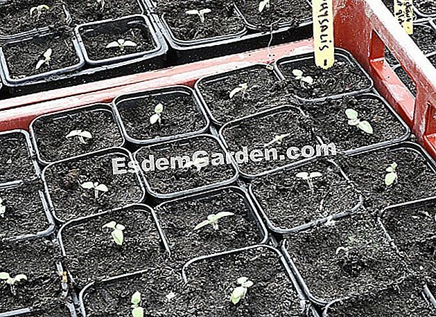 Riponendo l'amore in una gabbia - (amore) Giovani piante di physalis - F. Marre - EsdemGarden - Garden of Valmer