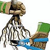 Tumbuh pokok epal - (pokok) Memotong akar dan ranting