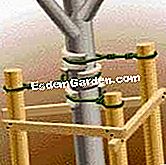 Tumbuh pokok epal - (pokok) spannings