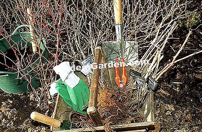 Menanam gooseberry - (yang) F.Marre - EsdemGarden - The Wood Pianrd - Marie Marcat