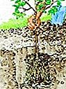 Pflanzen Sie einen Zitronenbaum - (einen) Pflanzen Sie den Zitronenbaum auf dem offenen Boden