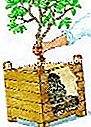 Pflanzen Sie einen Zitronenbaum - (einem) Mit einer Mischung aus Gartenerde und Blättern füllen