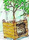 Pflanzen Sie einen Zitronenbaum - (einem) Setze den Strauch in ein Gewächshaus