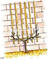 Pflanze einen Trollpfirsich - (Wand) EsdemGarden