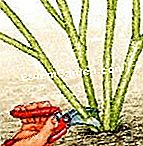 冬にはイチジクの木をつくる - (冬にはイチジクの木をつくる) ルスティカ