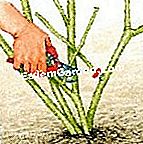 冬にはイチジクの木をつくる - (冬にはイチジクの木をつくる) ルスティカ