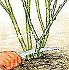 冬にはイチジクの木をつくる - (冬にはイチジクの木をつくる) ルスティカ