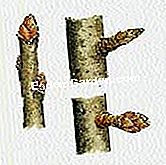 Schneiden Sie einen Birnbaum - (drei) Holzauge, Pfeil und Fruchtknopf