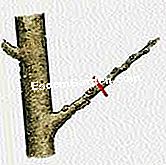 Schneiden Sie einen Birnbaum - (eine) Trimmen mit drei Augen: das erste Jahr