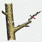 Schneiden Sie einen Birnbaum - (drei) Trimmen mit drei Augen: das zweite Jahr