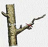 Schneiden Sie einen Birnbaum - (einen) Trimmen mit drei Augen: das dritte Jahr