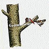 Schneiden Sie einen Birnbaum - (eine) Über die Blütenknospe schneiden