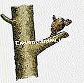Schneiden Sie einen Birnbaum - (eine) Bringen Sie Früchte in die Äste des Zimmermanns