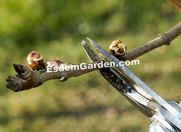 Schneiden Sie einen Birnbaum - (Augen) Die Größe der Birne - F. Marre - EsdemGarden