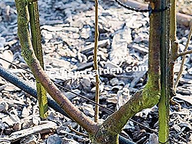 Kenali organ pokok buah-buahan - (atau) Pokok buah, tamak - F. Marre - EsdemGarden