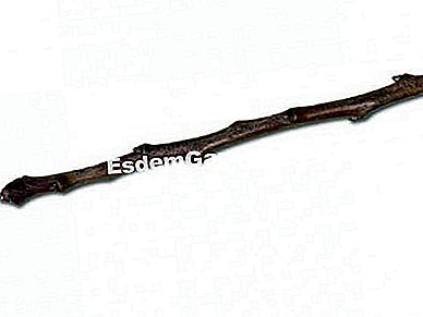 Kenali organ pokok buah-buahan - (pokok) Pokok buah, ranting - F. Marre - EsdemGarden