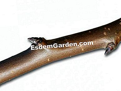Kenali organ pokok buah-buahan - (kayu) Pokok buah, kayu-kayan - F. Marre - EsdemGarden