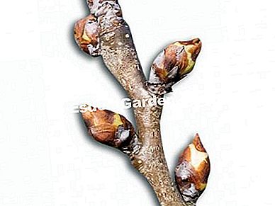 Kenali organ pokok buah-buahan - (organ) Pokok buah, tunas, tunas bunga - F. Marre - EsdemGarden