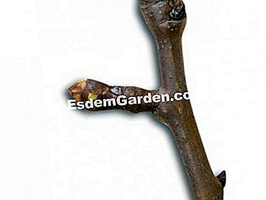 Kenali organ pokok buah-buahan - (pokok) Pokok buah, lambourde, F. Marre - EsdemGarden