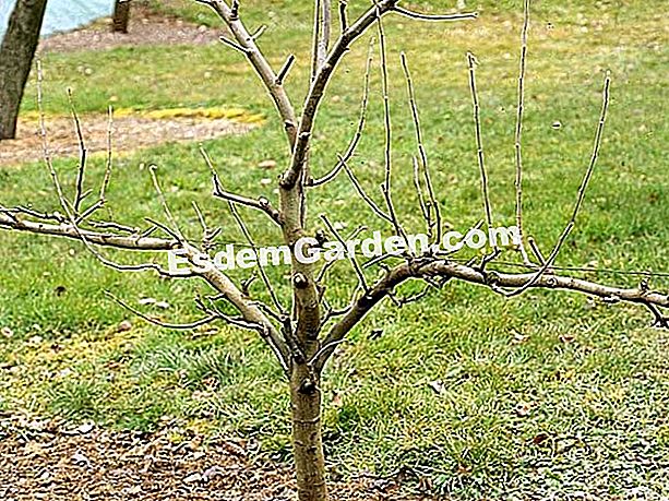 Kenali organ pokok buah-buahan - (pokok) Pokok epal dengan pemangkasan - F. Marre - EsdemGarden