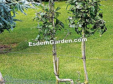 La dimensione degli alberi da frutto: 5 errori da non commettere - (alberi) Albero infruttuoso in estate