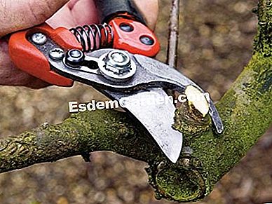 La dimensione degli alberi da frutto: 5 errori da non commettere - (frutto) Taglia regolarmente