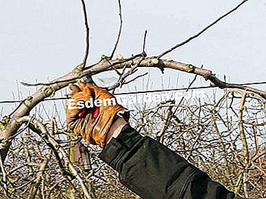 La dimensione degli alberi da frutto: 5 errori da non commettere - (errori) Attenzione alle dimensioni troppo precoci