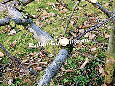 La dimensione degli alberi da frutto: 5 errori da non commettere - (frutto) Nessuna dimensione eccessiva