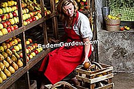 Simpan buah-buahan sepanjang musim sejuk - (sejuk) Sekeping hak untuk pokok buah © EsdemGarden