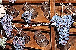 Simpan buah-buahan sepanjang musim sejuk - (simpan) Air dan arang untuk mengekalkan anggur © EsdemGarden