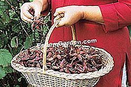 Simpan buah-buahan sepanjang musim sejuk - (sejuk) Kesegaran dan udara kering untuk hazelnuts © EsdemGarden