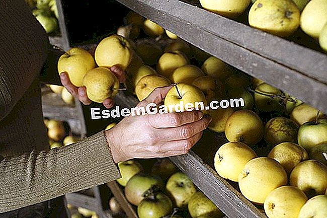 Simpan buah-buahan sepanjang musim sejuk - (buah-buahan) Untuk memelihara buah-buahannya dengan baik dalam tanaman buah - Taman sayuran di Istana Berze le Châtel