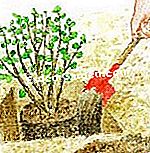 Riuscire a piantare nocciole: passo dopo passo - (piantare) Piantare l'albero di nocciolo