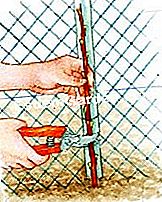 Успешно засаждане на лозата: съвети - лозата Дебне най-енергичния крак - Рустика