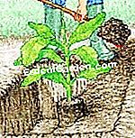 Plantați banana - (este) Plantați banana