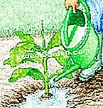 Plantați banana - (foarte) Apă abundent